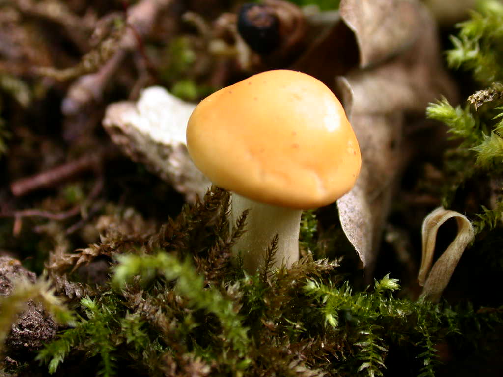 2Maggio2009... Fungo n�1